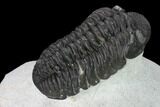 Adrisiops Weugi Trilobite - Recently Described Phacopid #165901-5